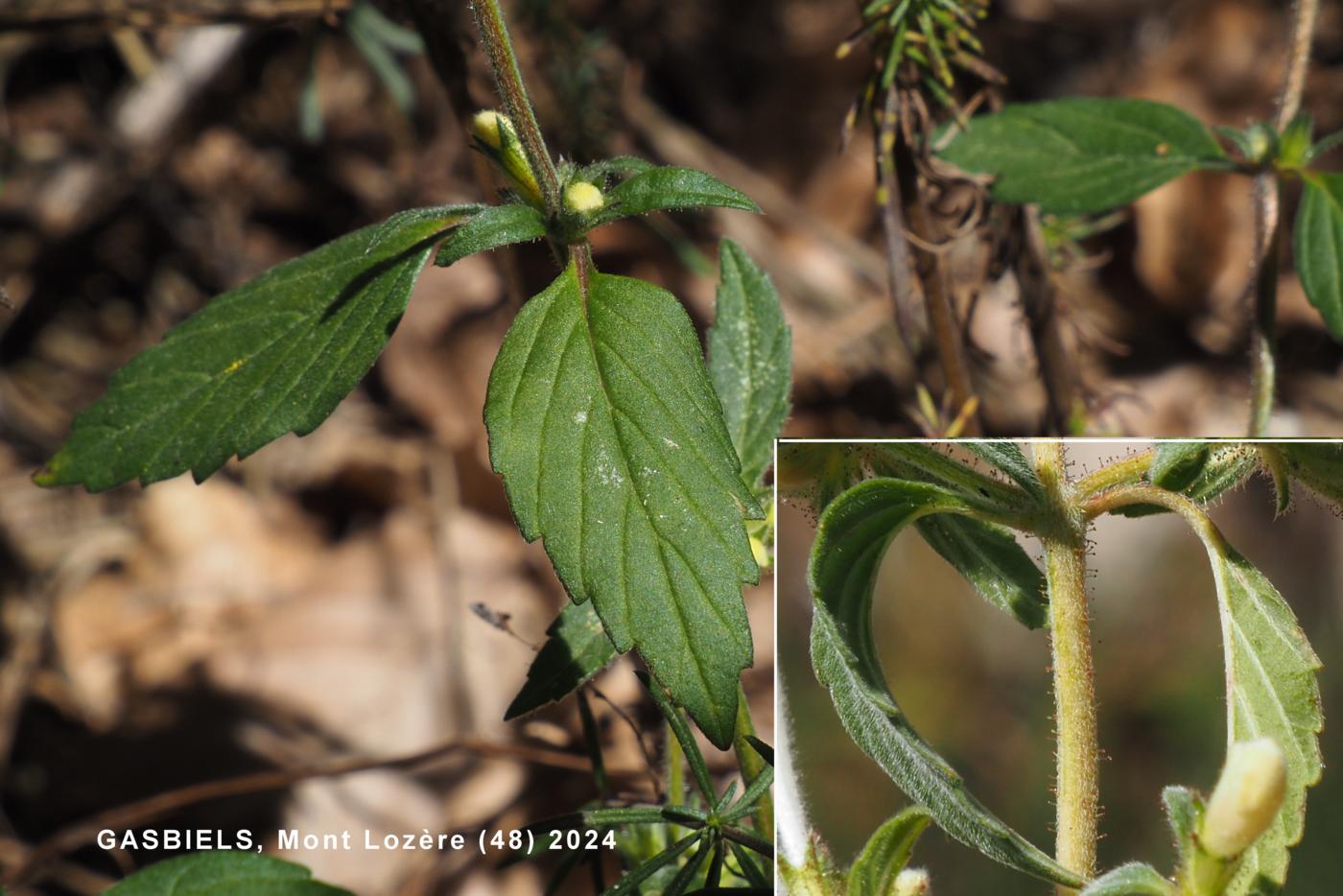 Hemp-Nettle, Yellow leaf